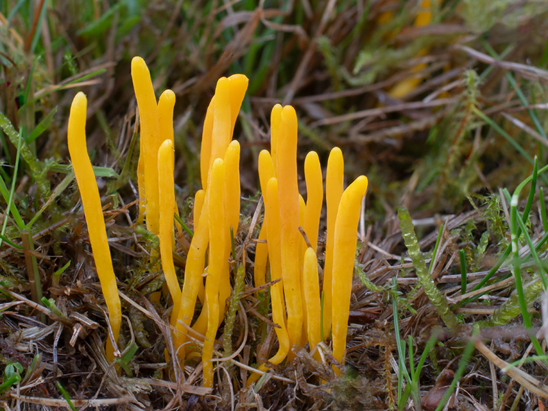 Clavulinopsis helvola